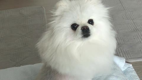 Pomeranian yapping ,so cute