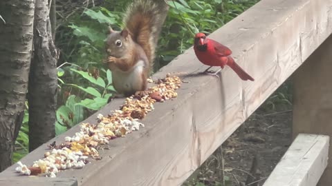 Red-Tailed squirrel and a male Cardinal