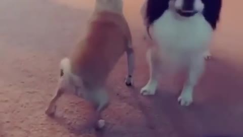 Dog Dancing Meme So Funny!
