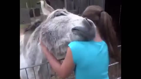 Look at the donkey's reaction when he sees the girl who raised him