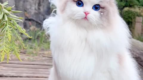 Cute cat video