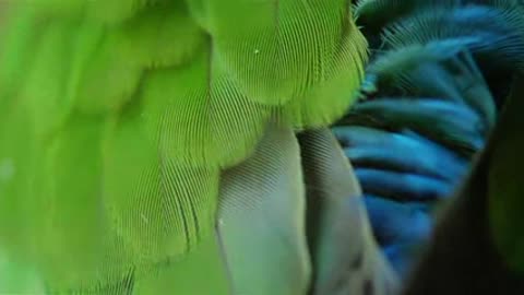 A Tropical Bird Cleaning self