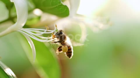 Bees in flower