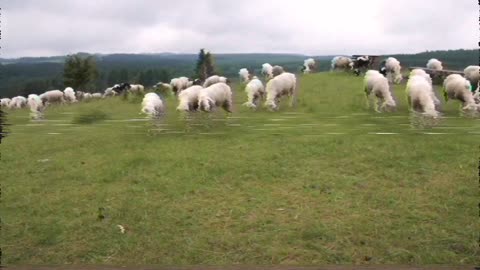 Sheep in the fields eating grass