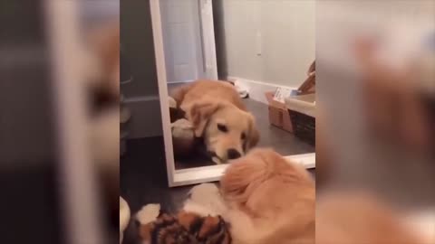 Can someone tell the retriver its just hes reflection lol!!! FUNNY DOGS FUNNY VIDEO