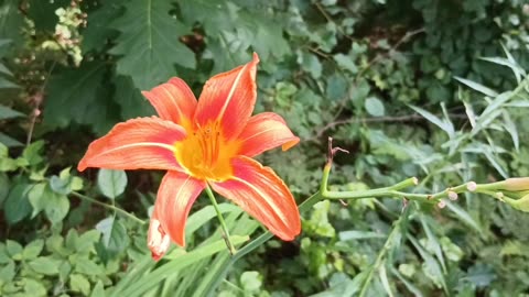 Tiger Lily