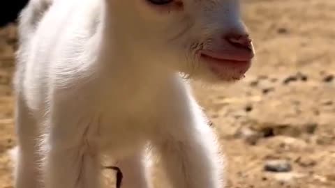 Beautiful cute baby goat #babygoat