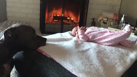 Sweet pit bull nanny checks up on newborn baby