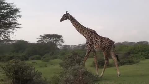Massive Giraffe at close range