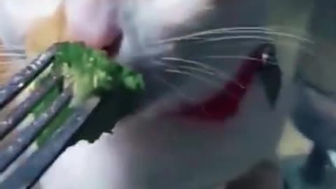 Cat gets surprised with food he dont like puke im laugh hard