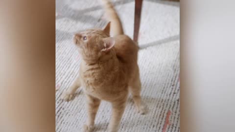 Cat Playing With Bird Doll