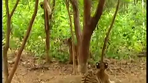 Monkey playing with tiger