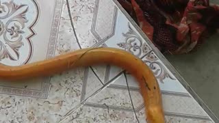 The rare gold eel attacked the homestead in Vietnam