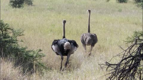 Three Cheetahs Vs Ostrich | Life | BBC Earth