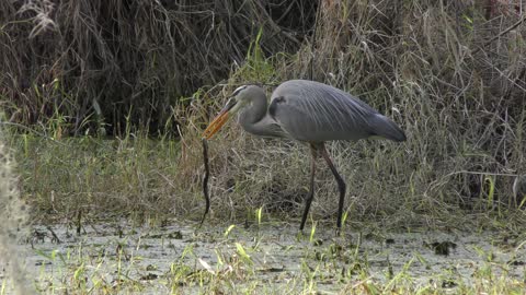 Great Blue Heron eating a snake