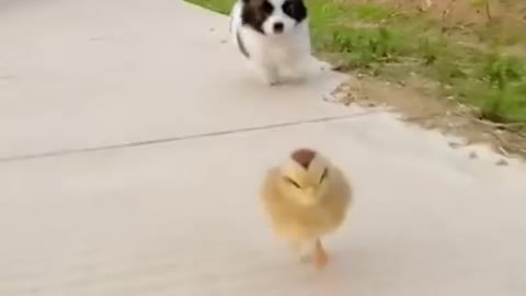 Puppy vs chick! Who will win?