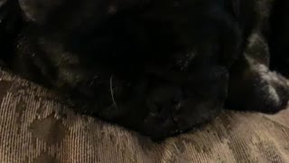 Charcoal the pug Snoring