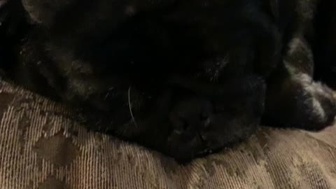 Charcoal the pug Snoring