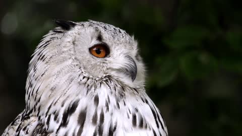 Owls are birds from the order Strigiformes