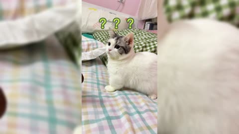 A Frightened cat