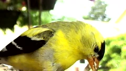 Goldfinch Goldfinch Goldfinch