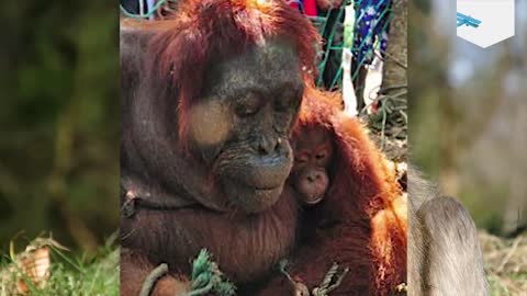 How People Welcomed This Poor Orangutan Mother Will Bring Tears To Your Eyes