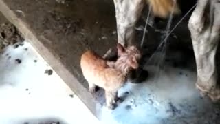 Tiny Kitten Drinks Milk Straight From Cow's Udder, Gets Soaked