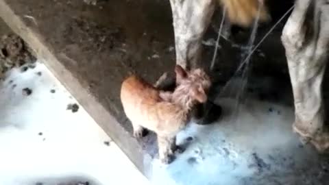 Tiny Kitten Drinks Milk Straight From Cow's Udder, Gets Soaked