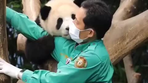 Cute Baby Panda Showing Love to its Caretaker is so Lovely to Watch