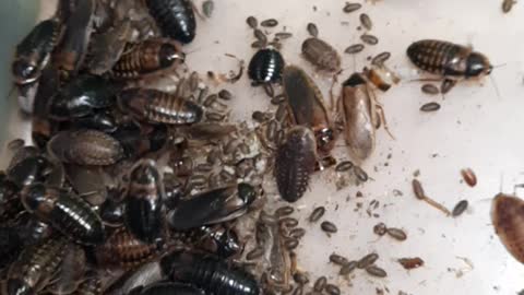 Dubia roach Seperation