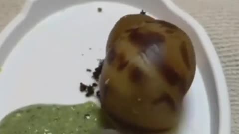 super fast food-eating snail