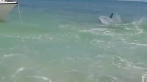 Beachgoers captured the moment a hammerhead raced after another shark in Exmouth.