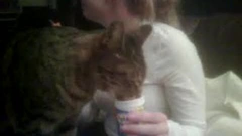 Keegan Kitty wants some Yogurt