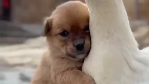 The love is so cute _ Duck and Puppy #shorts #animals #puppy