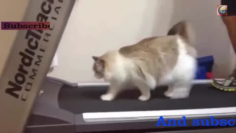 how a cat and its owner are training a racing machine track.