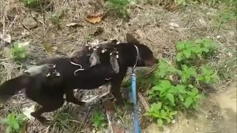 Sweet Dog Adopts Orphaned Opossums and Carries Them On Her Back Wherever She Goes