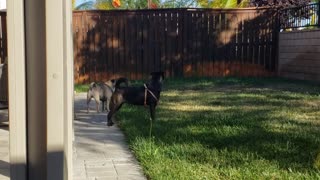 Backyard Antics w/ Pugsley & Sadie