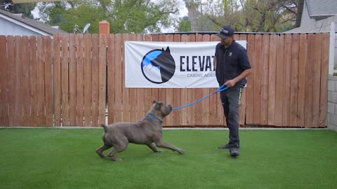 DOG TRAINING FUNDAMENTALS