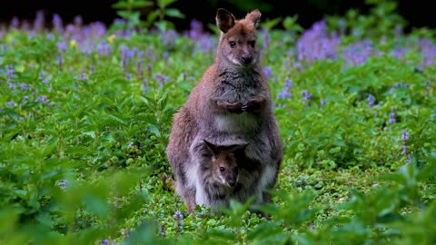 GOOD KANGARU VIDEO OF/2022