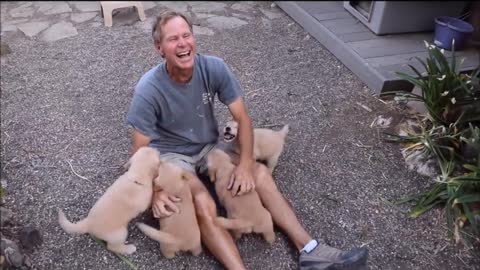 Golden Retriever Puppy Attack