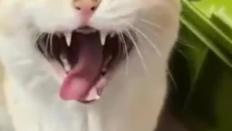 😇 Laugh non-stop with these funny cat 😹 - Funniest cat Expression Video 😇 - Funny Cat Life