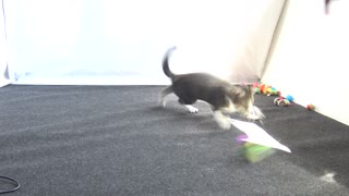 Cute Kitten Plays in His Cat Tunnel
