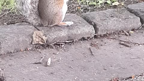 Feedings squirrels early morning