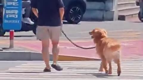 When the dog crosses the street #funny #funnyvideo #viral #trending #dog #animal #pets