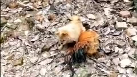 Chicken and Dog Fight (Funny dog videos 😂😂😂)
