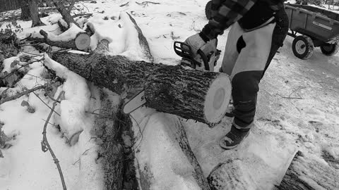 Bucking Hardwood in the Snowy Forest. STIHL MS261 Chainsaw.(375)