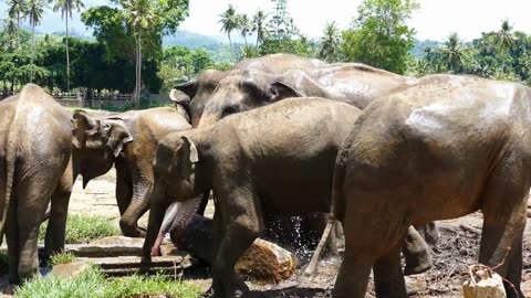 10 Mind Blowing Facts About Asian Elephants