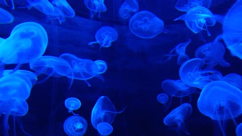 Have you seen jellyfish before? It is really stunning and beautiful