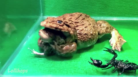 Big Bullfrog Dining