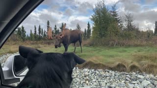 Big Bull Moose Strolls Through Anchorage Roundabout